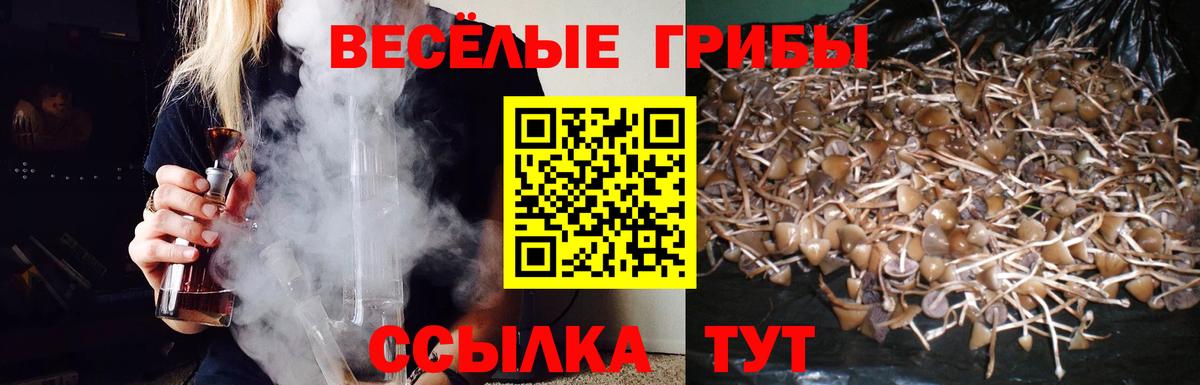Галлюциногенные грибы Psilocybe Обь